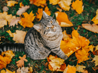 Gemütliches Herbst Katzenzubehör & Halsbänder, die jede Katze lieben wird