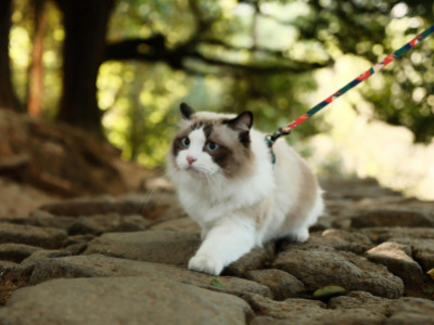 Deine Katze sicher erziehen: einfache und wirkungsvolle Grundlagen