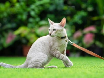 Kann man eine Katze an der Leine führen?