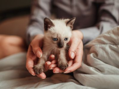 Erstausstattung Katze: Was dein Kitten wirklich braucht