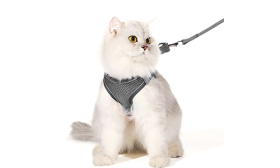 Graue reflektierende Katzengeschirr-Weste mit bequemem Sitz, leichtem Material und Sicherheitsleine, Teil der katzenmarken.