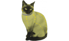 Natürliches Floh- und Zeckenhalsband für Katzen