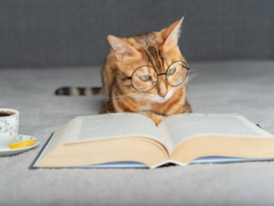 Fragen, die du dir stellen musst, bevor du deiner Katze nennen einen Namen gibst