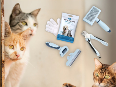 Katzenbürsten für jede Rasse: Die beste Bürste für Kurz- und Langhaarkatzen